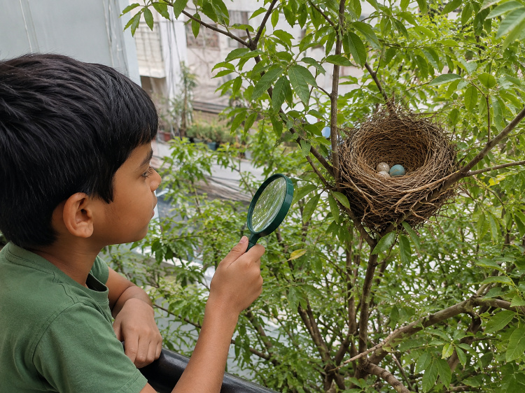 Bird nest