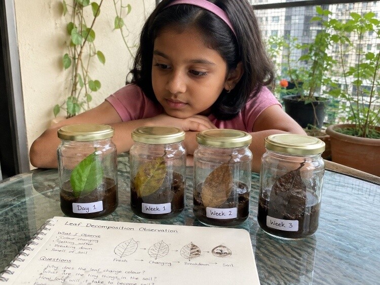 Leaf decomposition observation