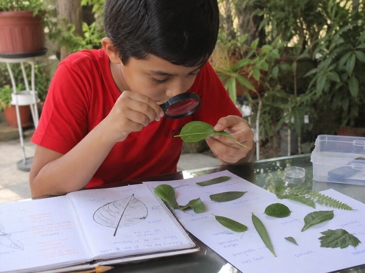 Leaf structure exploration