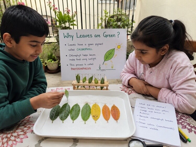 Photosynthesis demonstration through leaf color-change