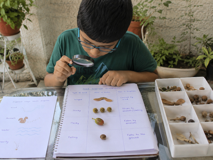 Seed dispersal investigation