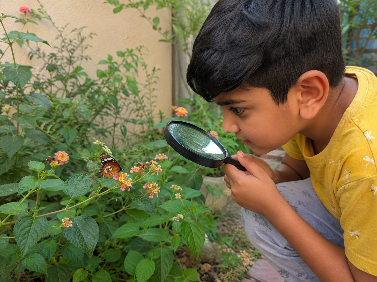 Insect and pollinator observation