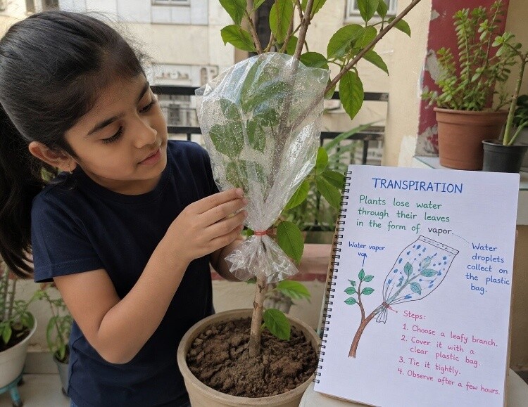 Leaf transpiration demonstration